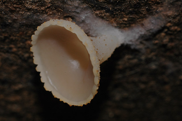 Peziza varia sensu latissimo